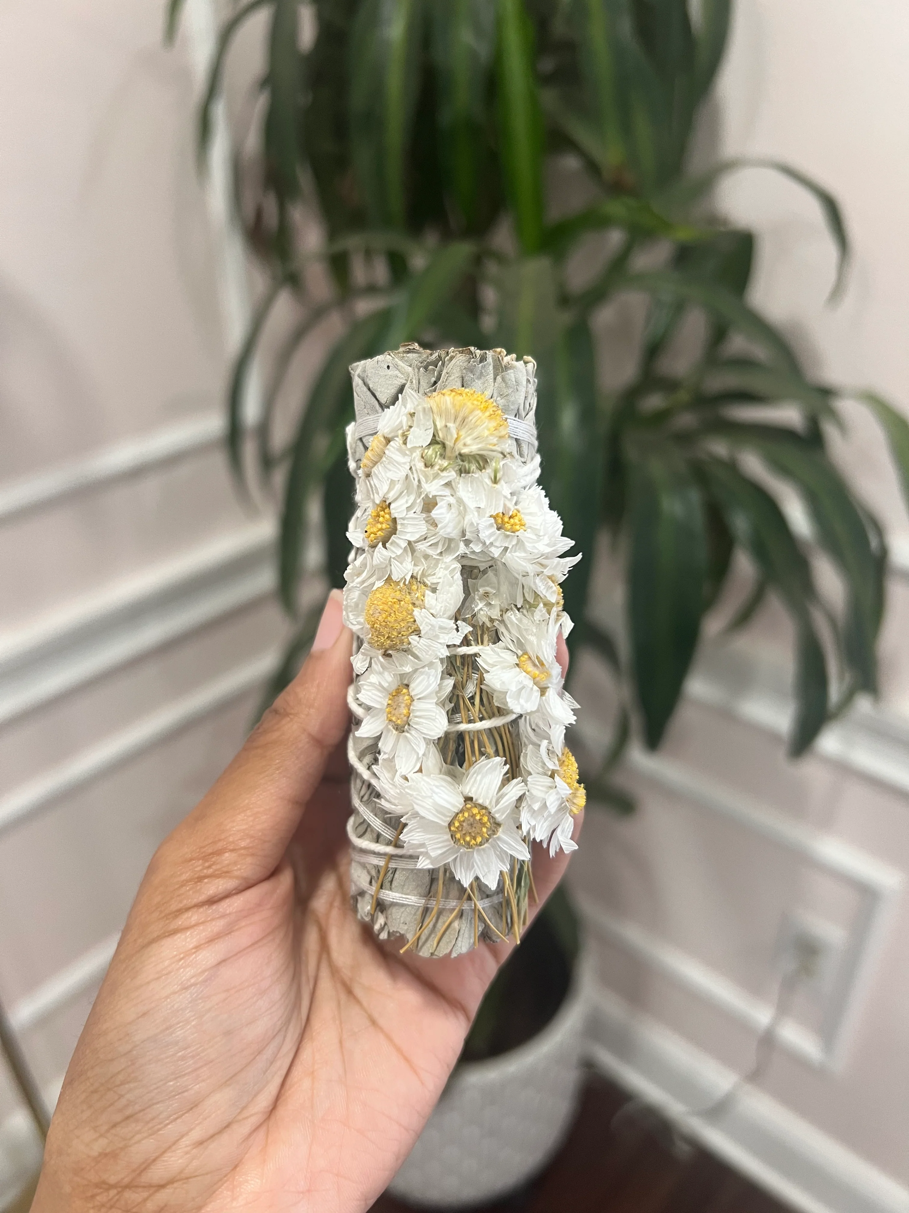 Daisy Sage